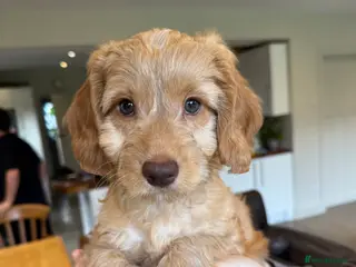 Mixed Breed dogs Sprockerpoo puppies for sale - Advert 3