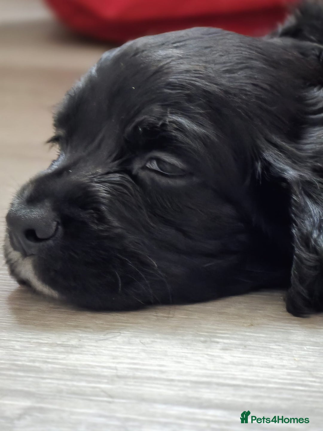 Cocker Spaniel dogs for sale: Boy pup  - Image 2