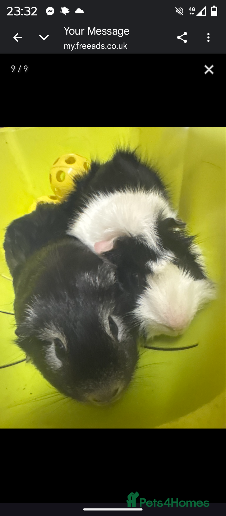 Mixed Breed rodents Guinea pig boys URGENT - Advert 5