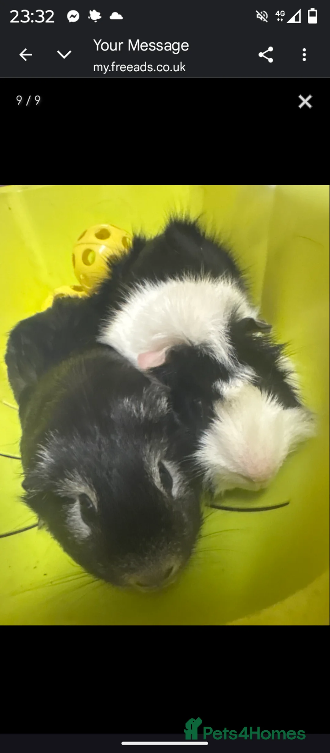 Mixed Breed rodents for sale: Guinea pig boys URGENT in Newton Abbot - Advert 1
