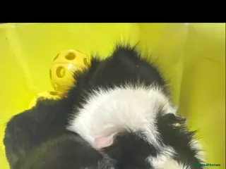 Mixed Breed rodents Guinea pig boys URGENT - Advert 5