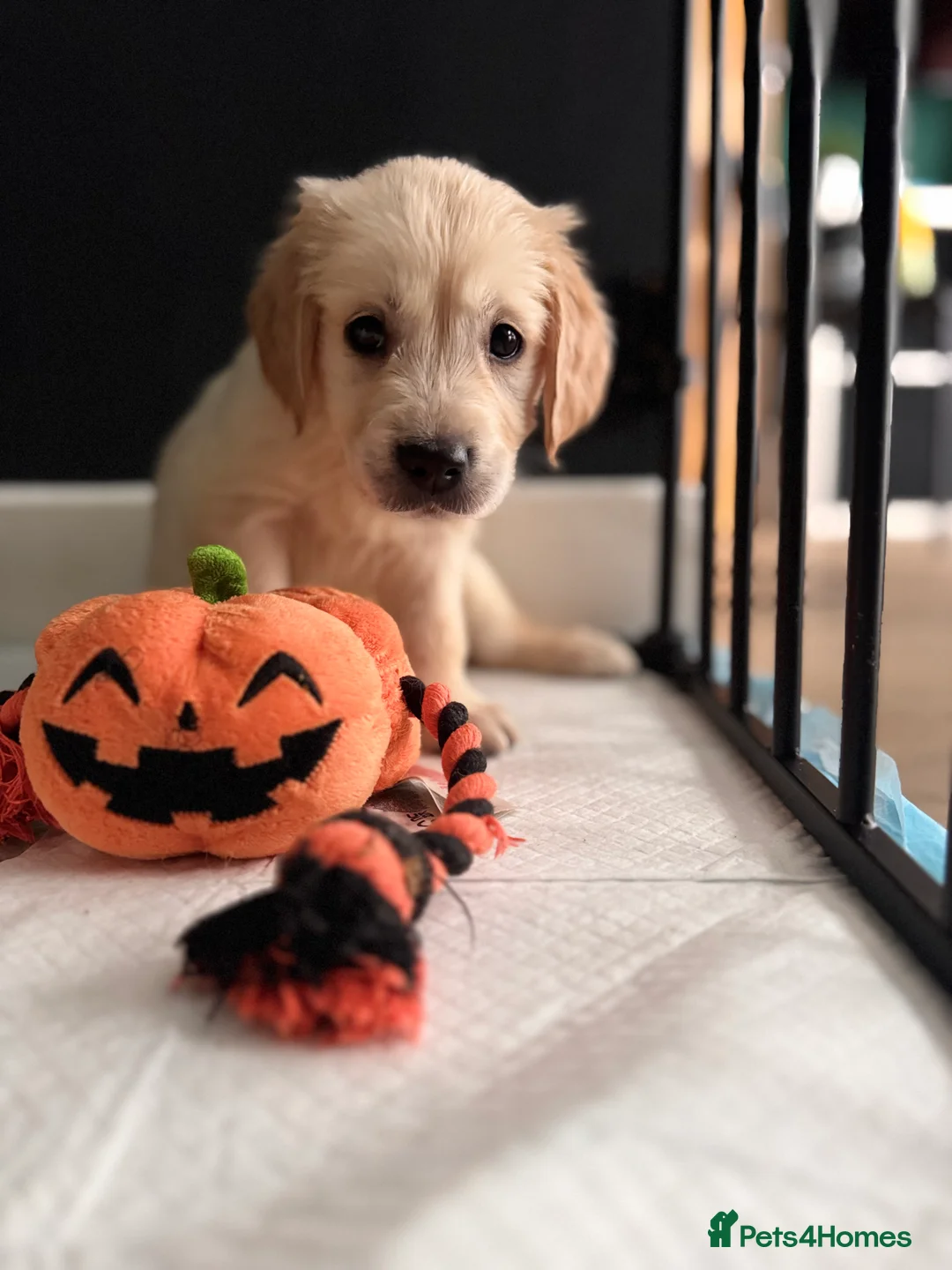 Golden Retriever dogs for sale: Champion line-KC Reg. Golden Retriever Puppies💖💙 - Advert 32