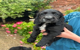 Cocker Spaniel dogs for sale: Working KC registered puppies  - Image 4