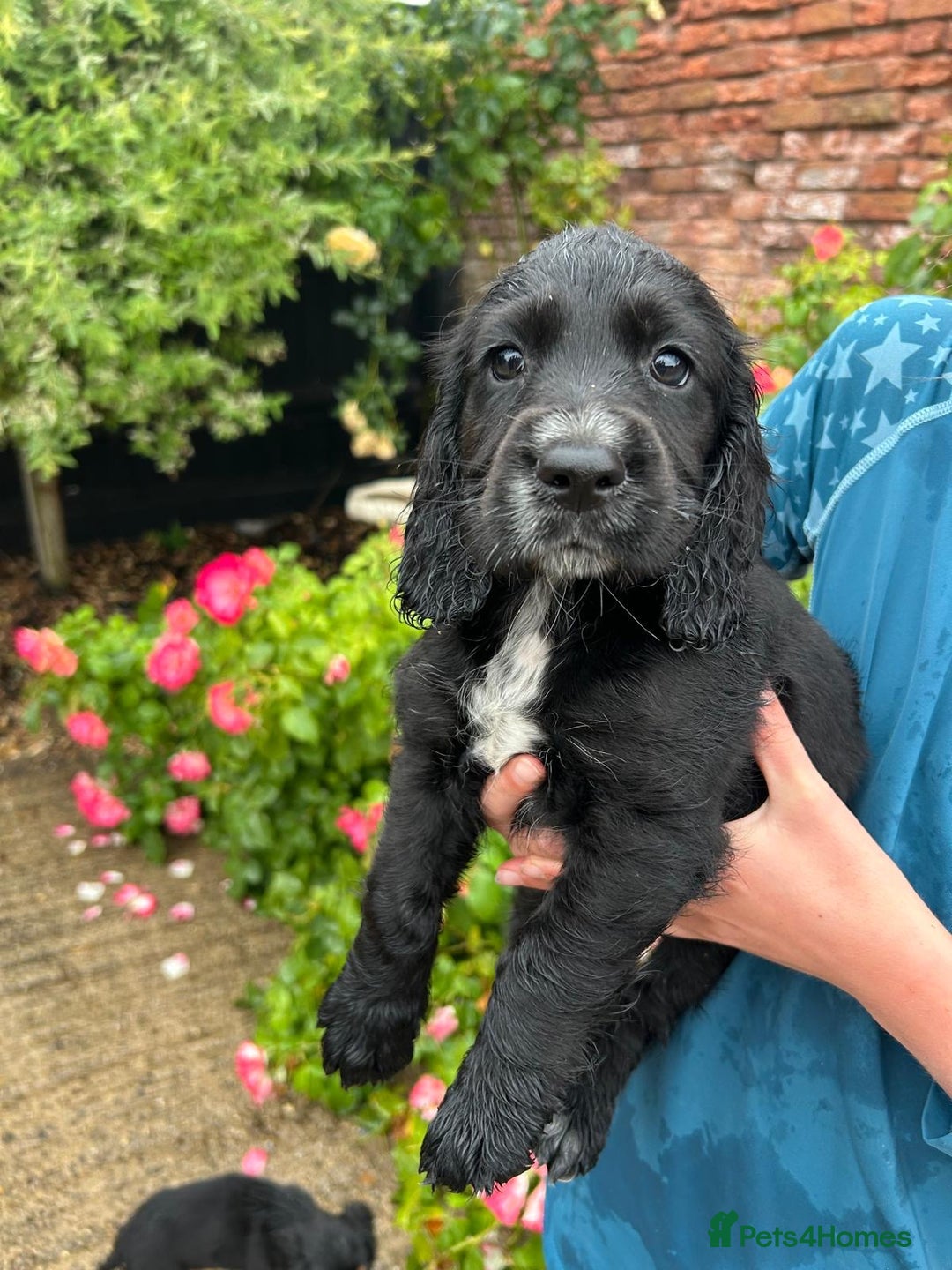 Cocker Spaniel dogs for sale: Working KC registered puppies  - Image 4