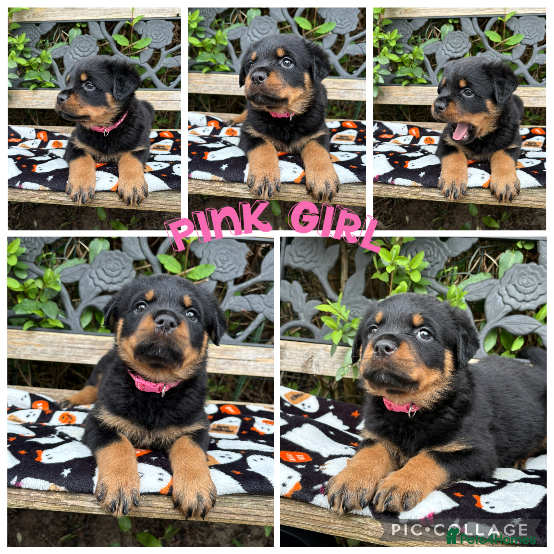 Rottweiler dogs Quality KC Rottweilers - Advert 3