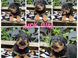 Rottweiler dogs Quality KC Rottweilers - Advert 2