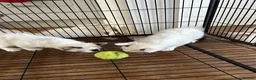 Ragdoll cats for sale: Ragdoll kittens for sale - Advert 5