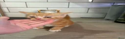 Mixed Breed cats for sale: Beautiful Domestic Shorthair Kittens in Catterick Garrison - Advert 9