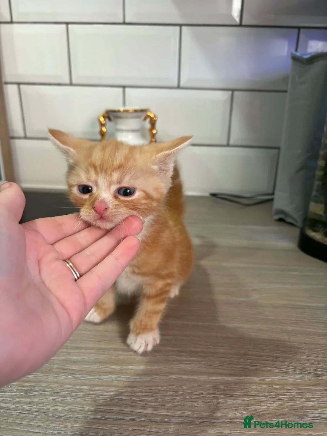 Mixed Breed cats for sale: Beautiful Domestic Shorthair Kittens in Catterick Garrison - Advert 9