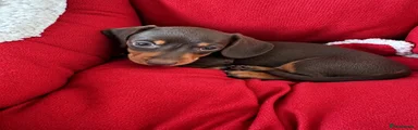 Miniature Dachshund - Pink