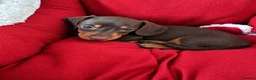 Miniature Dachshund dogs for sale: 🐾 LAST BOY LEFT - adorable miniature dachshund 🐾 - Advert 15