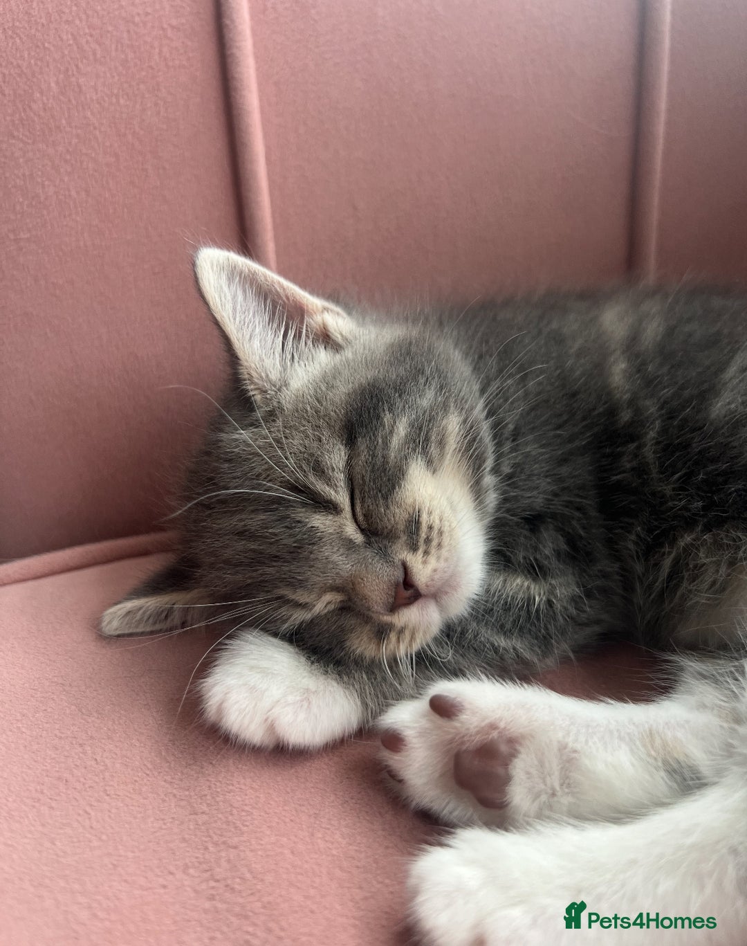 Bengal cats for sale: Bengal cross grey kitten (boy) for sale  - Image 1