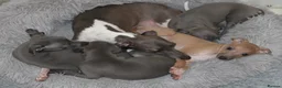 Italian Greyhound dogs for sale: One Fawn male Italian Greyhound - Advert 3