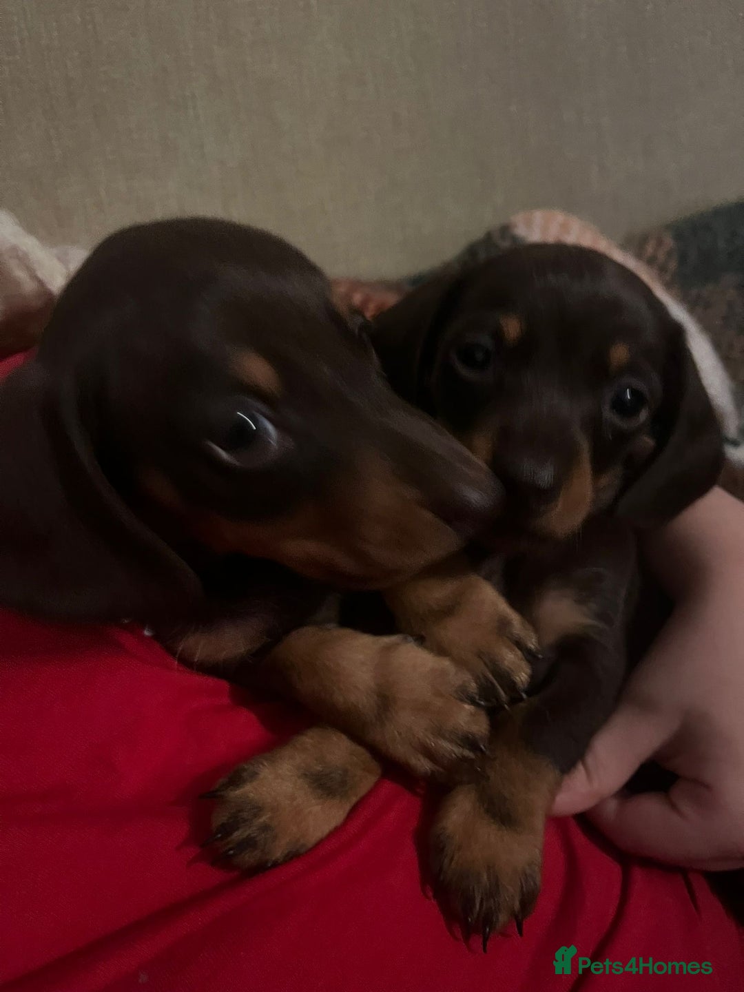 Dachshund dogs for sale: 4 gorgeous puppies for sale - Image 13