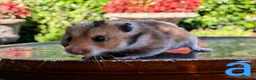 Hamster rodents for sale: Young Syrian Hamsters - Advert 3