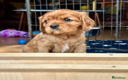 Cavalier King Charles Spaniel dogs for sale: Kc Cavalier King Charles Spaniel pups DNA tested  - Image 23