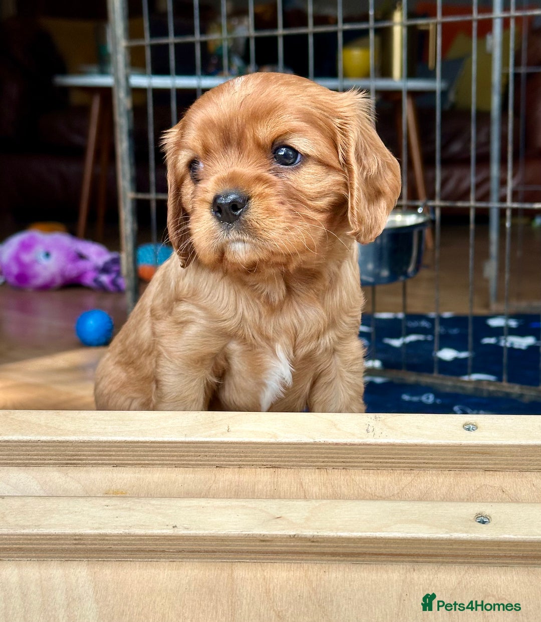 Cavalier King Charles Spaniel dogs for sale: Kc Cavalier King Charles Spaniel pups DNA tested  - Image 23