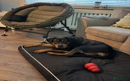 Rottweiler dogs for sale: Remi the Rotty - Advert 1