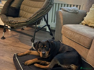 Rottweiler dogs Remi the Rotty - Advert 1