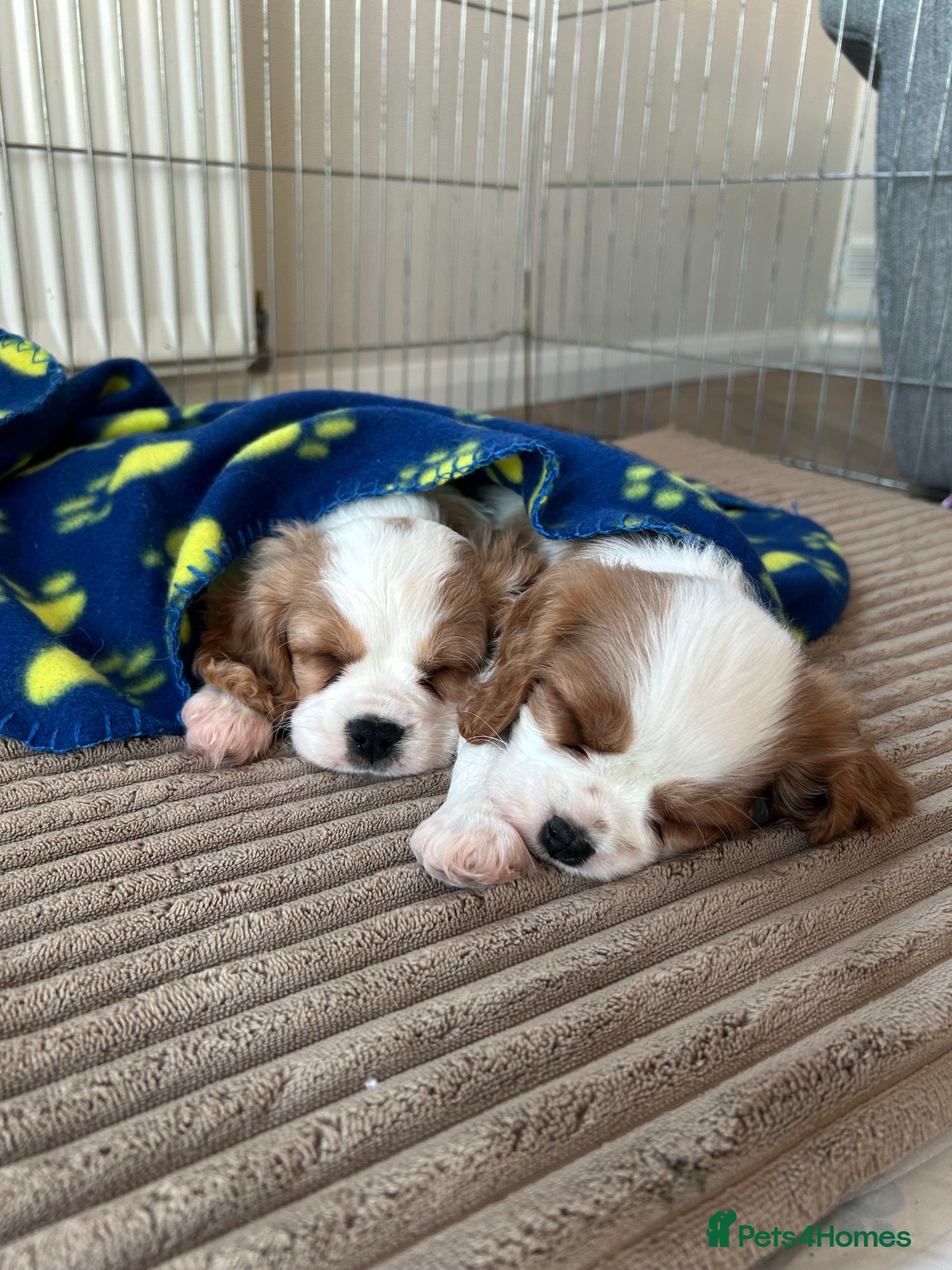 Cavalier King Charles Spaniel dogs Quality cavalier King Charles spaniel  - Advert 11