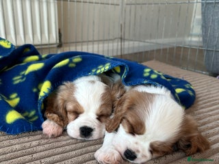 Cavalier King Charles Spaniel dogs Quality cavalier King Charles spaniel - Advert 1