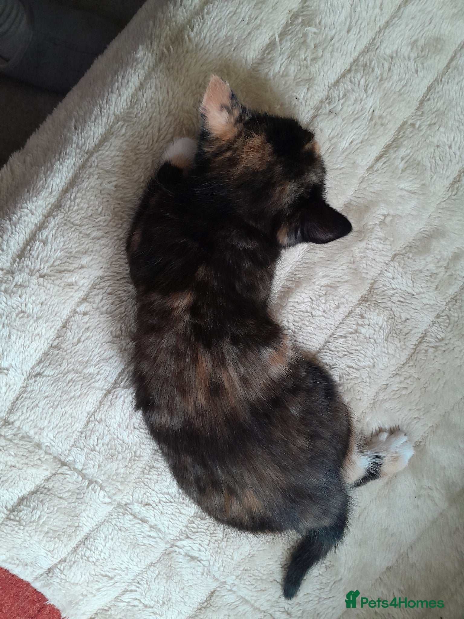 Mixed Breed cats for sale: Kittens - Advert 5