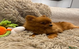 Pomeranian dogs for sale: Beautiful 6-Month-Old Pomeranian Girl for Sale  - Image 3