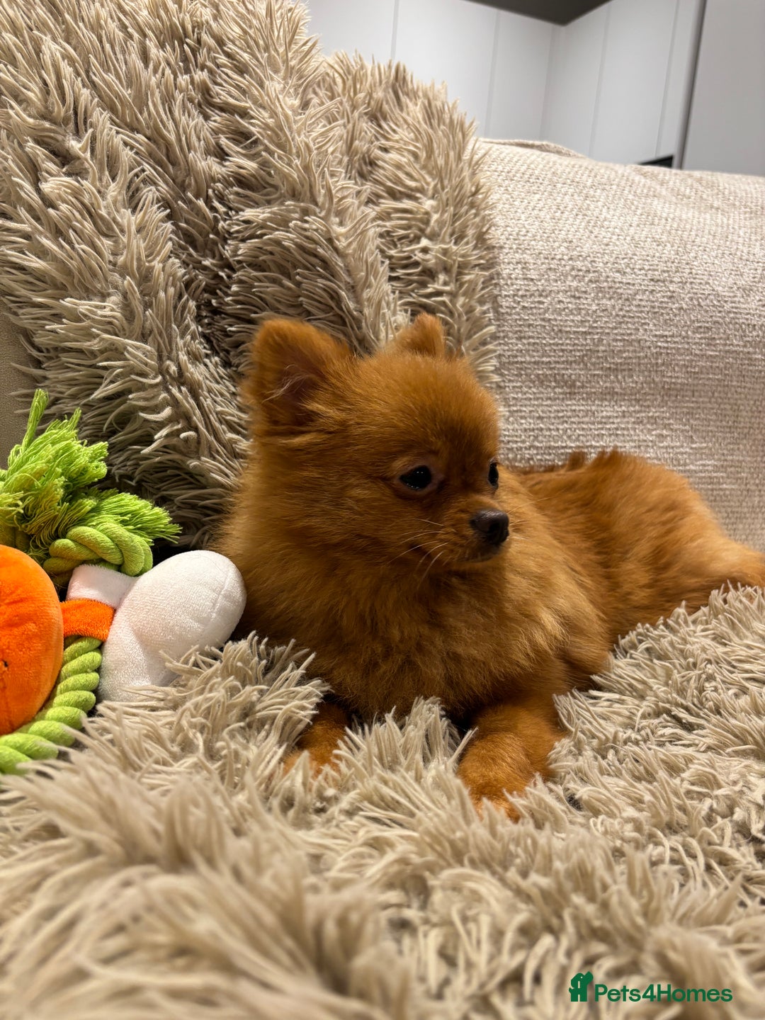 Pomeranian dogs for sale: Beautiful 6-Month-Old Pomeranian Girl for Sale  - Image 3
