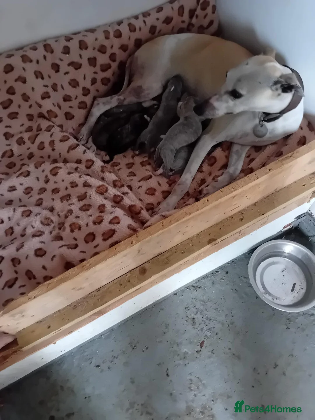 Whippet dogs for sale: Stunning Whippet Puppies for sale in Chesterfield - Advert 2