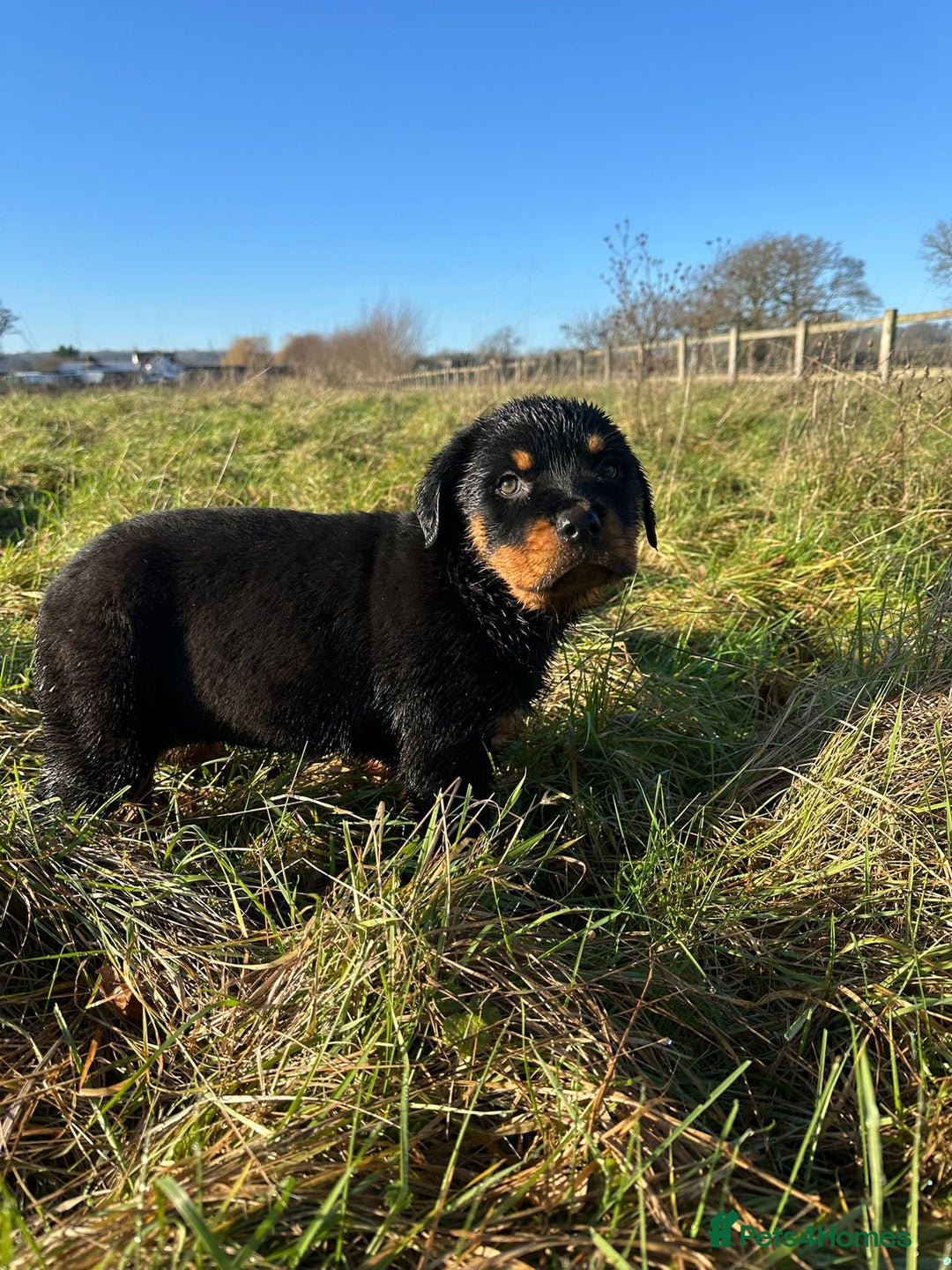 Rottweiler dogs for sale: Stunning chunky Rottweiler puppies - Advert 27