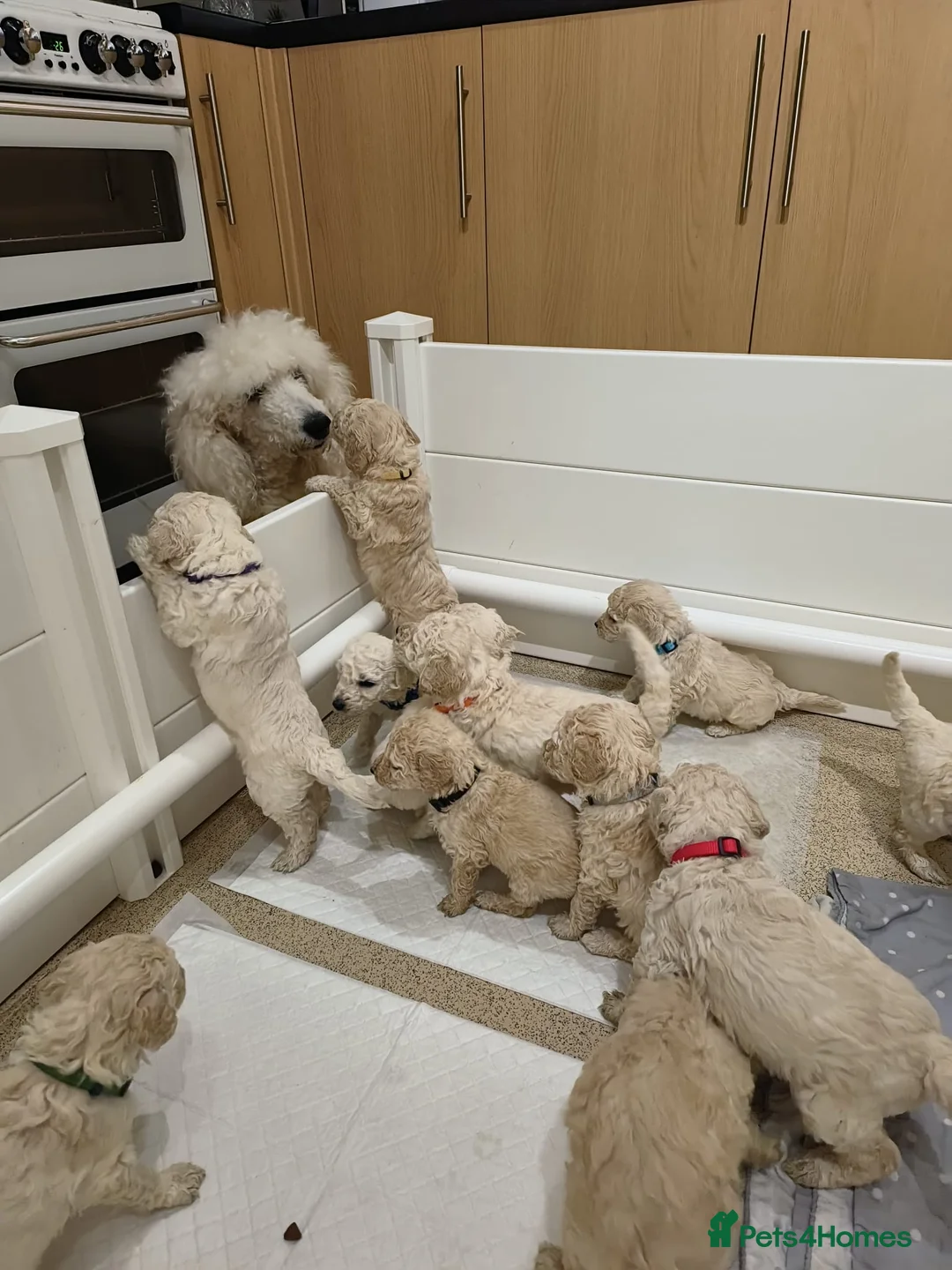 Standard Poodle dogs for stud: Cream K.C reg Standard Poodle 4 Stud  in Chesterfield - Advert 11