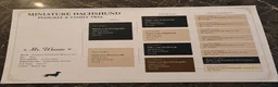 Miniature Dachshund dogs for stud: For stud  - Advert 3