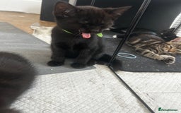 Mixed Breed cats for sale: 3 Male kittens  - Image 4