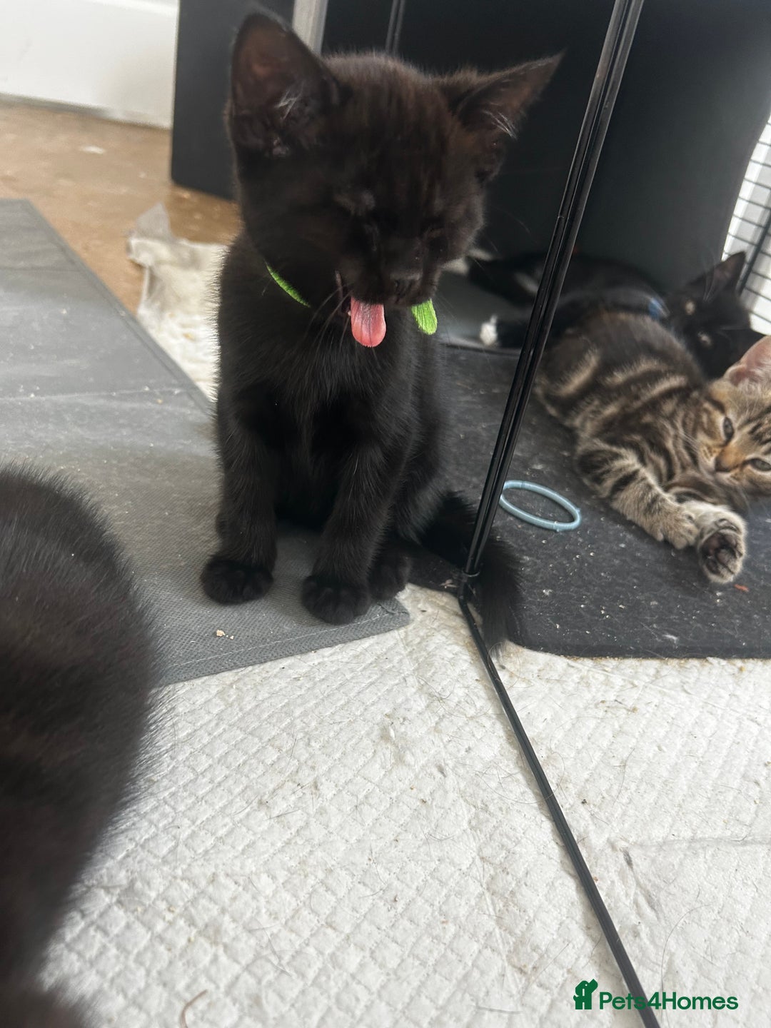 Mixed Breed cats for sale: 3 Male kittens  - Image 4