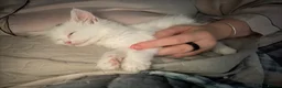 Mixed Breed cats for sale: Male kitten - Advert 2