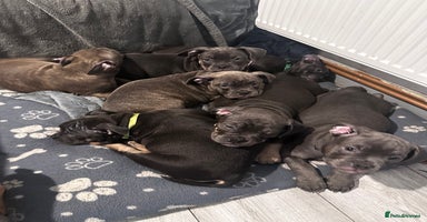 Mixed Breed dogs - Advert 6