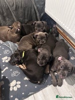 Mixed Breed dogs - Advert 6