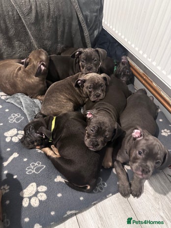 Mixed Breed dogs - Advert 5