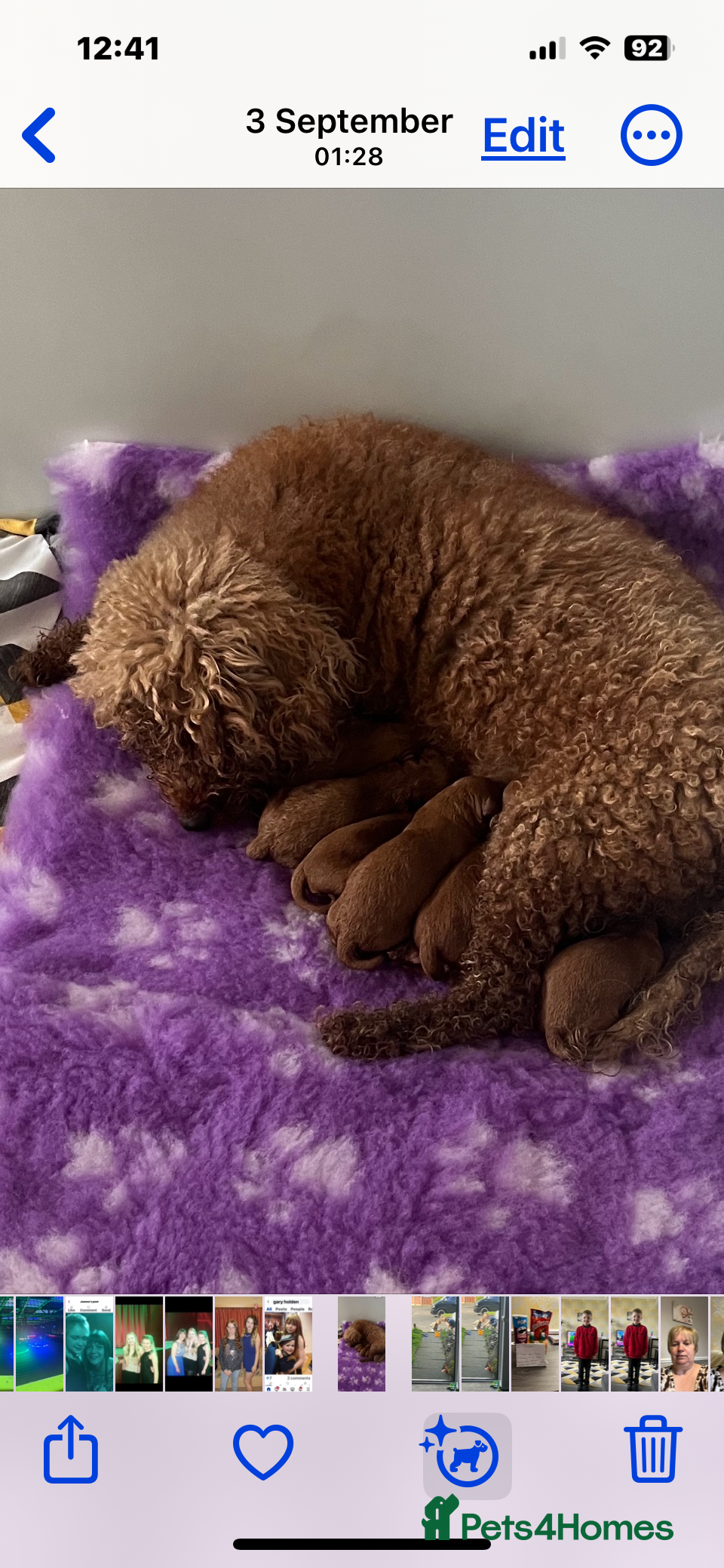 Cavapoo dogs Cavapoo puppies F1B - Advert 2