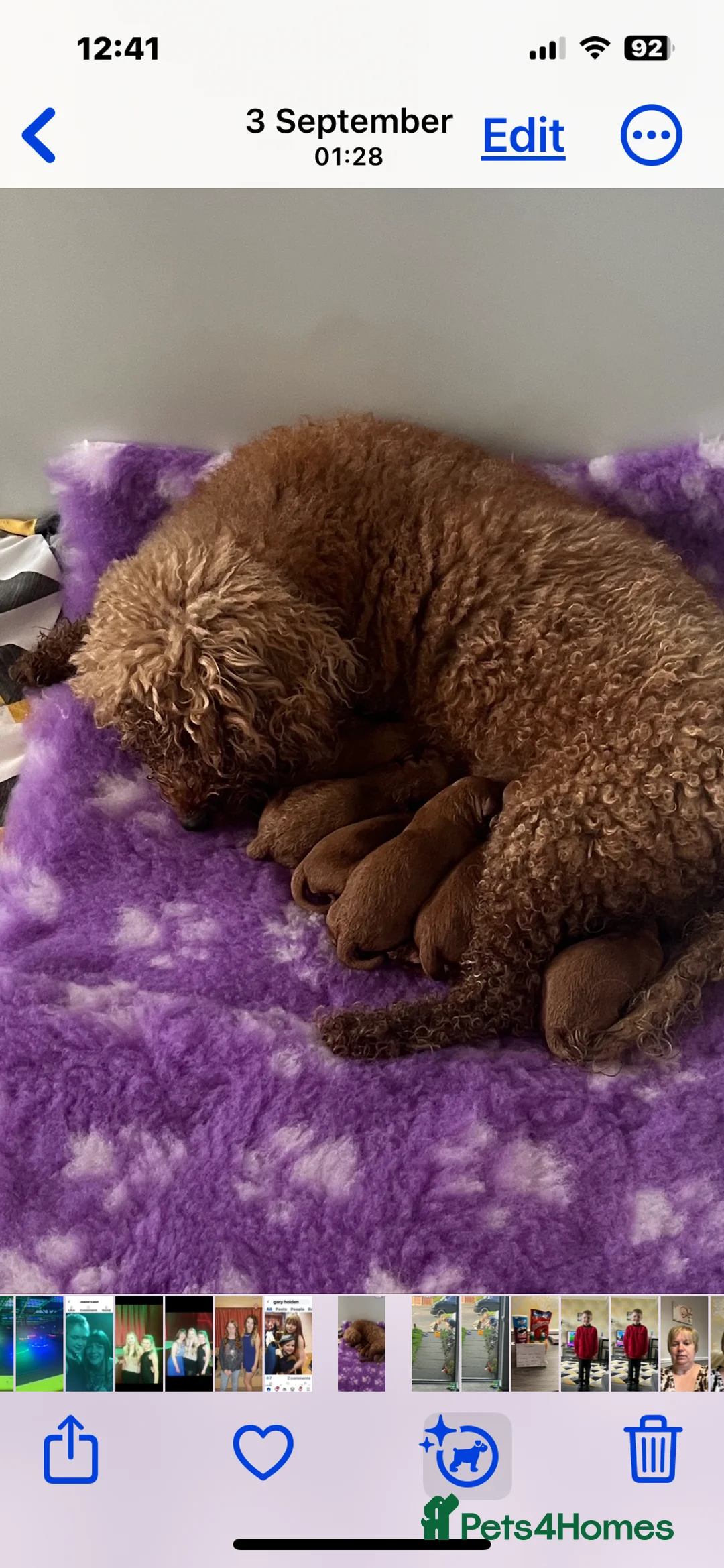 Cavapoo dogs for sale: Cavapoo puppies F1B - Advert 2