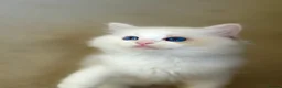 Ragdoll cats for sale: Pedigree show quality kitten Ragdolls 💝 - Advert 26