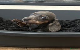 Miniature Dachshund dogs for sale: Perfecf kc true miniature dachshunds - Image 27