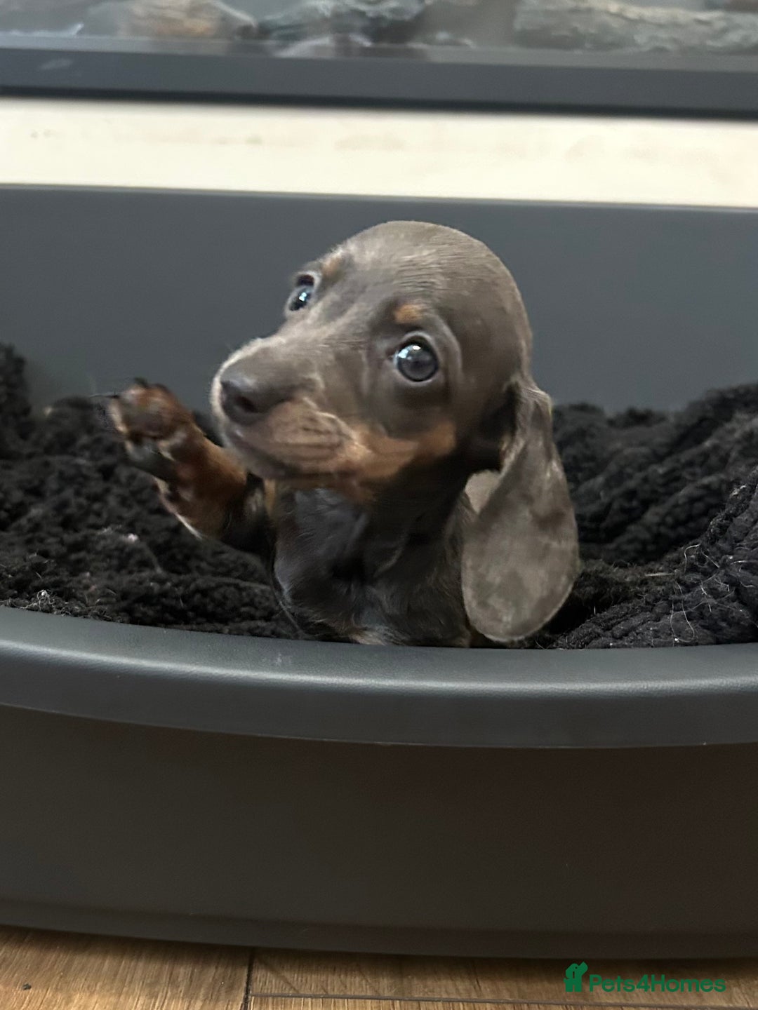 Miniature Dachshund dogs for sale: Perfecf kc true miniature dachshunds - Image 27