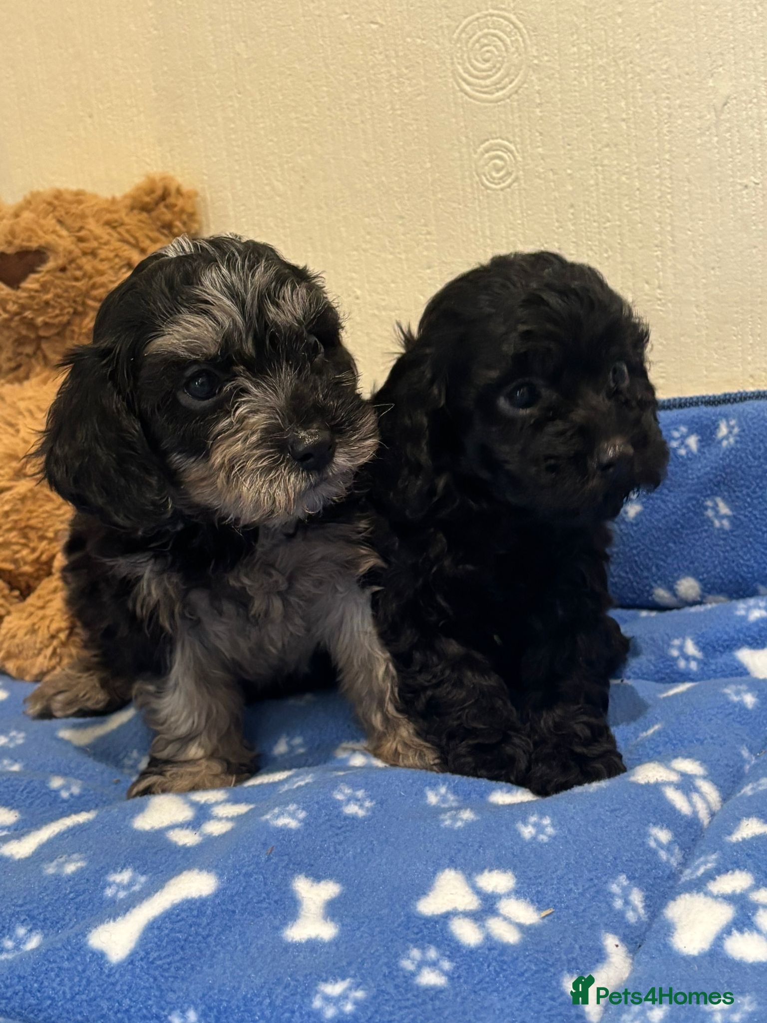 Cavapoo dogs Health tested Cavapoo puppies  - Advert 2