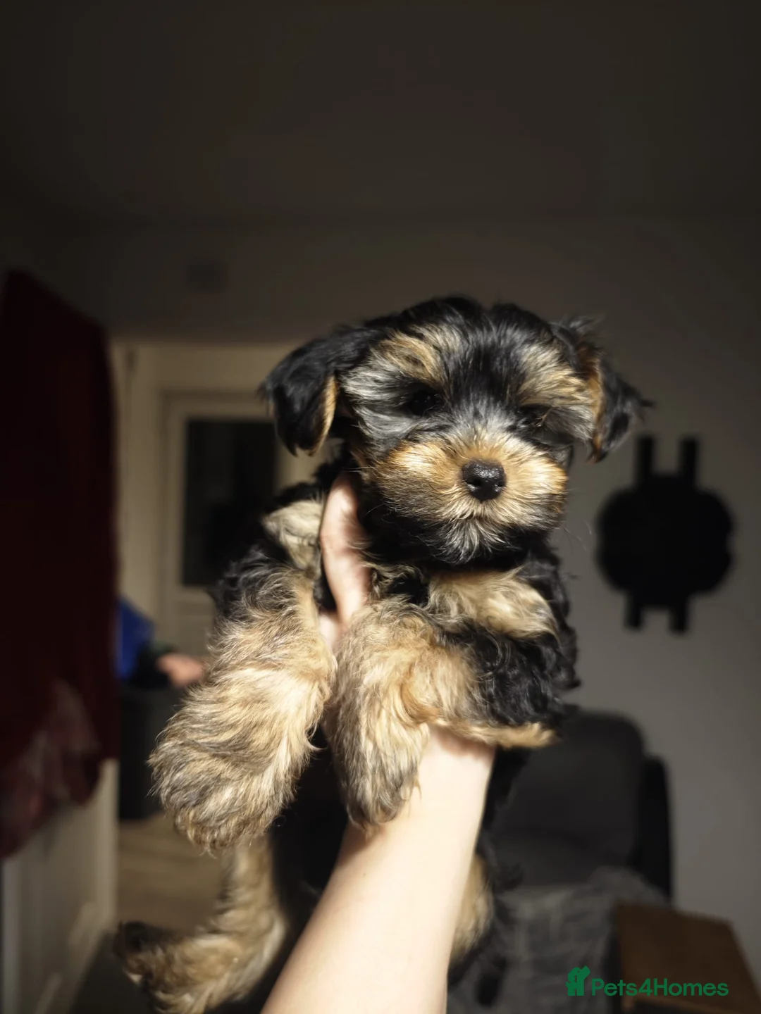 Yorkshire Terrier dogs for sale: Yorkshire Terrier–microchipped,vaccine,vet checked - Advert 12