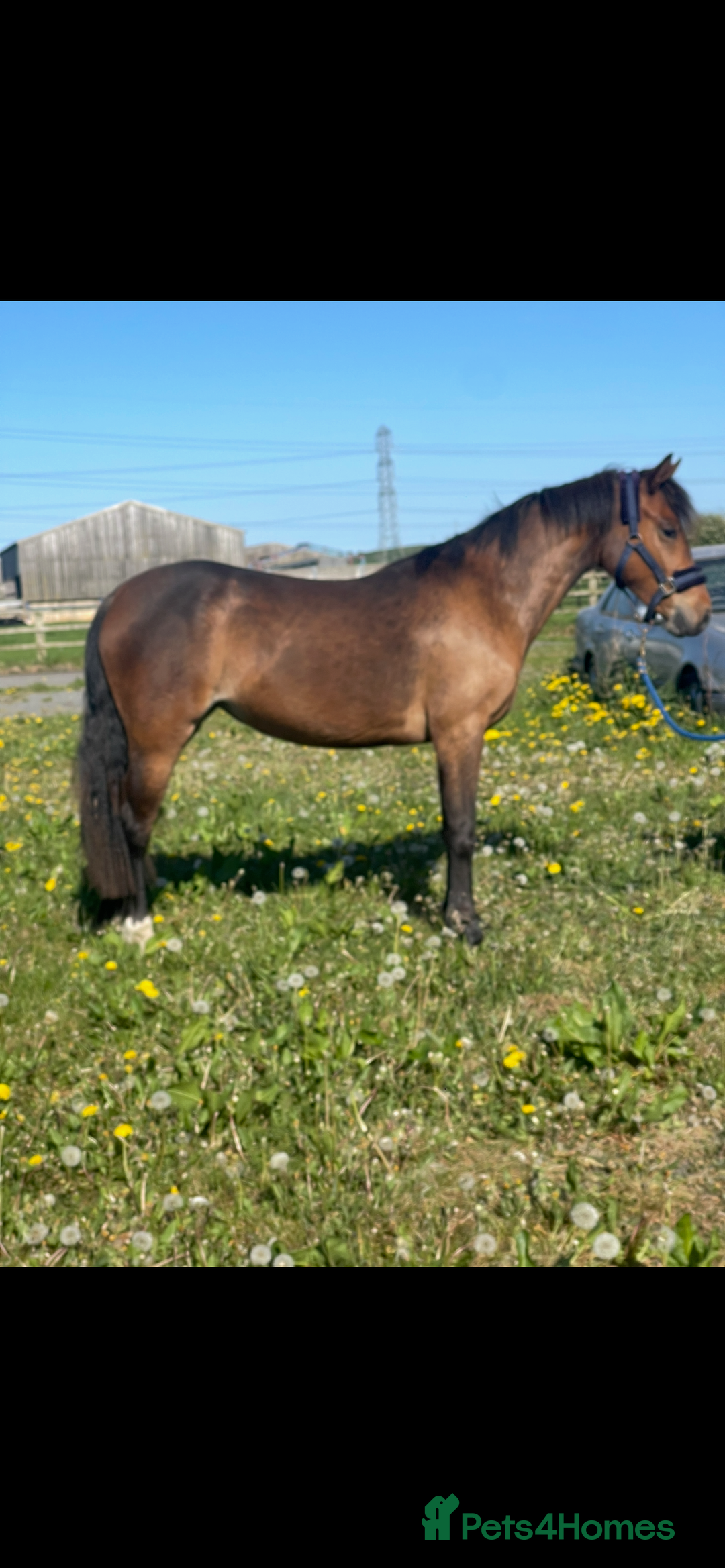 Connemara horses for sale: Beautiful Connemara x filly  - Advert 2