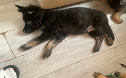 German Shepherd dogs for sale: Czech German Shepherd KC Registered puppies - Image 30