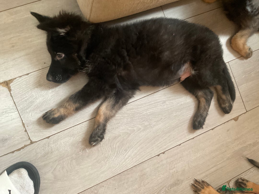 German Shepherd dogs for sale: Czech German Shepherd KC Registered puppies - Image 30