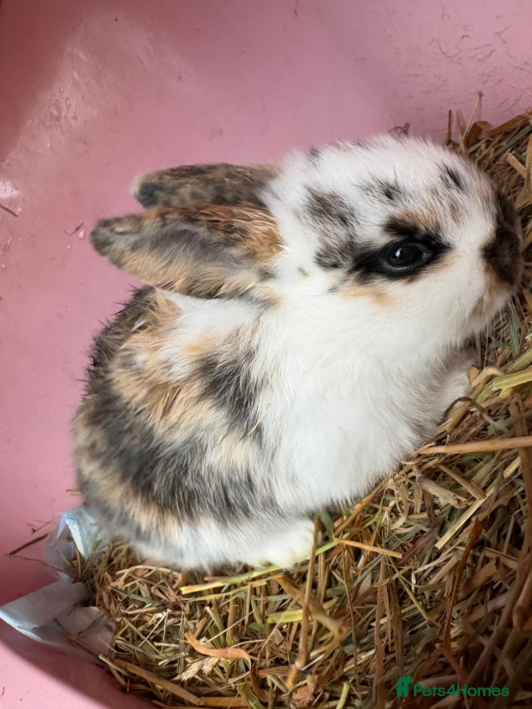 Mini Lop rabbits for sale: 7 Beautiful Mini Lops  - Advert 5