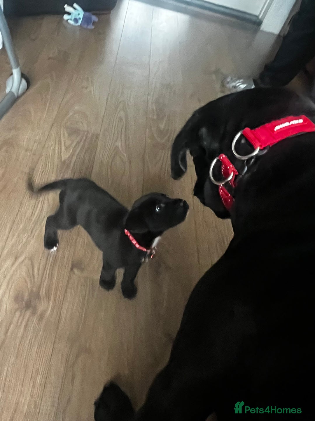 Mixed Breed dogs for sale: CaneCorso/Husky puppies  - Image 4